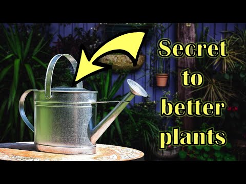 Should Plant Water Sit for 24 Hours? Is Distilled Water Better?