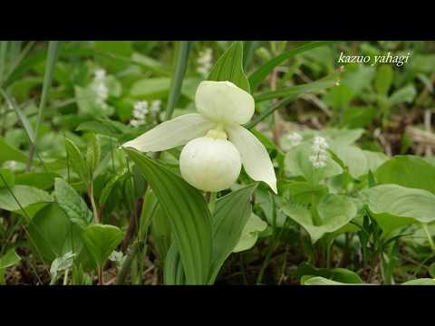 礼文島 スコトン岬・レブンアツモリソウ・澄海岬 2018年6月2日