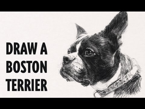 How to draw a dog : Boston Terrier : Artist Reference Time Lapse : Watch n Learn