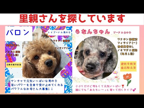 【レスキュー犬預かり】トイプードルのバロンくんとらなんちゃん紹介❗️一緒に里親様探して居ます❗️