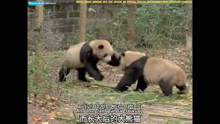 为什么大熊猫不怕摔先天优势后天训练Why giant pandas are not afraid of falling, innate advantages and acquired training