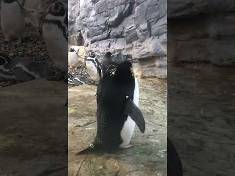 【旭川】旭山動物園のペンギンが可愛いすぎる！#旭川#北海道#旭山動物園 #ペンギン#可愛い#かわいい#可愛い動物 #かわいい動物 #動物園#北海道観光 #拡散希望