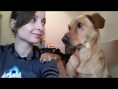 20 Momentos Más Divertidos Entre Perros y Dueños del Año 😂