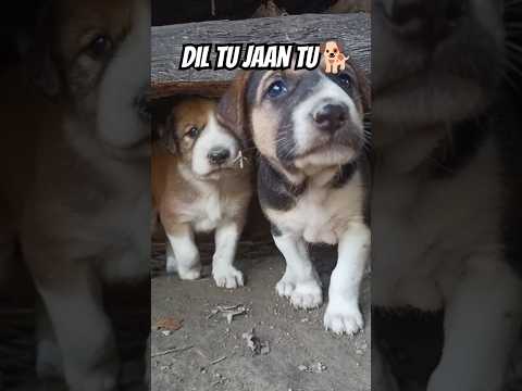 Dil tu Jaan tu 🐕😍🔥| Cute Dog 😱| #trending #dog #viralvideo #youtubeshorts #streetdog