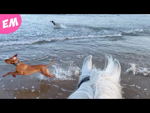 The Dogs and Ponies got to enjoy a trip to the beach!