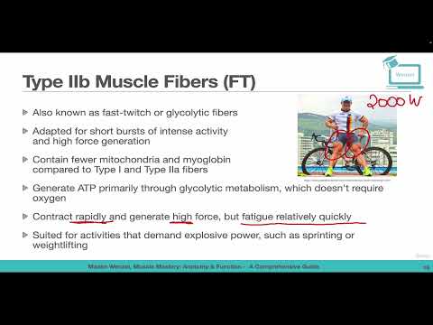 Muscle Types of Skeletal Muscles Type II