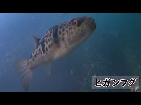 九鬼の海2021年7月10日撮影