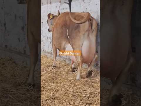 Jersey Cow... #cow #farming #dairyfarming #Godrejcalf #ETT