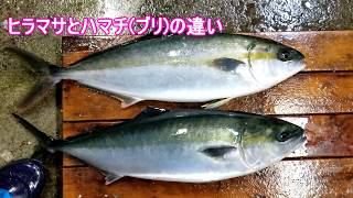 【必見】ハマチ(ブリ)とヒラマサの見分け方!!!!これであなたも魚くん？