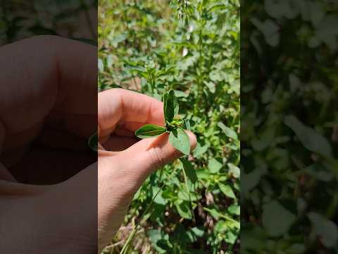 How wild basil grows in the mountains #nature #plants #wildlife #herbs #basil