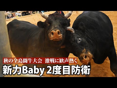 【秋の全島闘牛大会】激戦に歓声熱く　新力Baby、20分25秒で荒岩王を下す