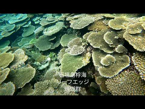 石垣島桴海の美しい珊瑚群