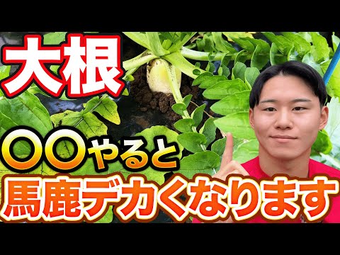 【すぐできる】大根栽培で大きくて立派な大根にするために必要な〇〇作業はしましたか？