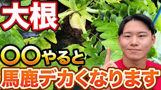 【すぐできる】大根栽培で大きくて立派な大根にするために必要な〇〇作業はしましたか？