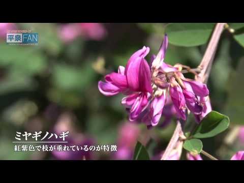 【世界遺産平泉】NEWS#28 毛越寺萩まつり開幕_H27.9.16up