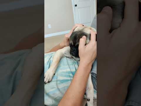 Sushi enjoying his pug massage, eyes closed and urrthang #Pugs #Shorts