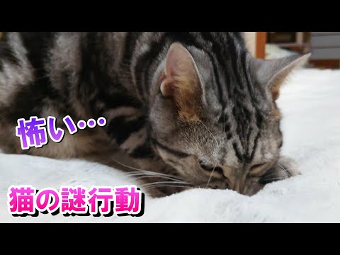 コワイ・・・猫の謎行動（アメリカンショートヘア）