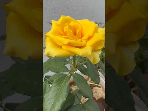 Beautiful Yellow Rose💛 #roseplant #photography