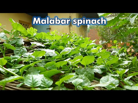 Malabar spinach | How to grow Malabar spinach | Growing Malabar spinach | Malabar spinach Recipes