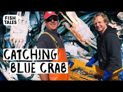 Fishing BLUE CRAB in Western Australia | Bart van Olphen