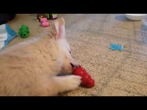 Eskimo mix puppy eats breakfast from his Kong.