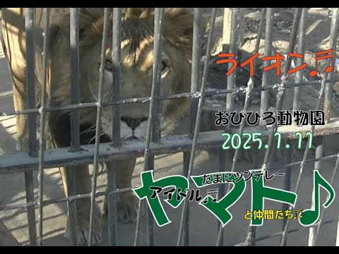 おびひろ動物園　ちょっと暖かだよねヤマト♬とマオと仲間たち♬2025年1月11日♬