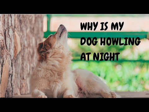 Why Is My Dog Howling At Night