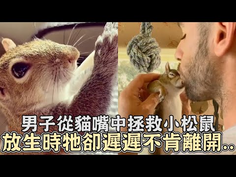 男子從貓嘴中拯救小松鼠,放生時牠卻遲遲不肯離開...｜#松鼠｜#動物｜#救援｜#感動｜#暖心｜#感人｜#動物報恩｜