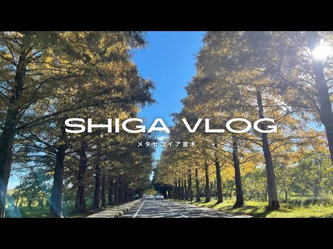 【Vlog】大人気スポット｜滋賀県高島市「メタセコイア並木🌲」｜ドライブ目線｜四季折々の景色