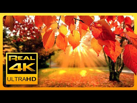 4K Autumn Forest & Relaxing Piano Music - Beautiful Fall Leaf Colors in 4K UHD - 2 Hours