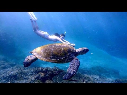 Freediving - Decapterus river and the turtle! Hachijo Island, August 2015