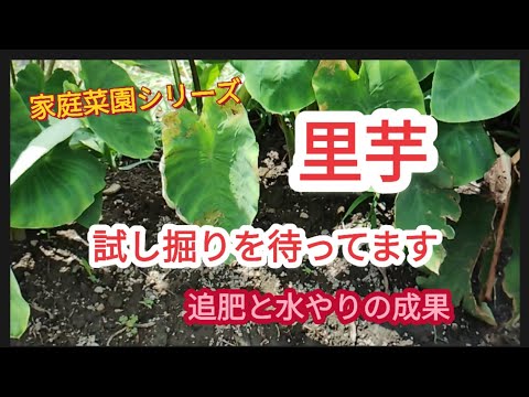 【里芋】夏場の成果：小芋、孫芋の試し掘りが楽しみ【家庭菜園シリーズ】