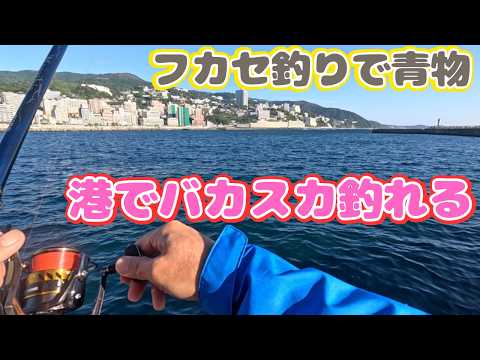 港内のフカセ釣りでサバやソウダカツオなど青物を爆釣！最後に高級魚〇〇アジが1.2号竿を絞り込む！！