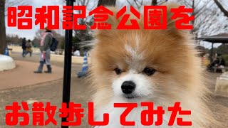 東京都の昭和記念公園が犬のお散歩するには最高すぎた！