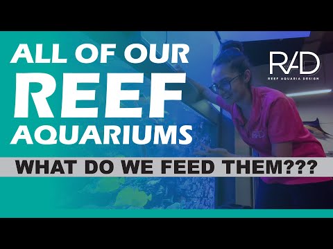 TONS OF FISH AND CORALS INSIDE ALL OF OUR REEF AQUARIUMS IN OUR FACILITY. SO, WHAT DO WE FEED THEM?