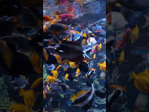 Talk about a FEEDING FRENZY!! #fish #aquarium #shorts