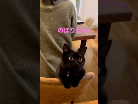 飼い主のイスの背もたれで遊んでいる黒猫