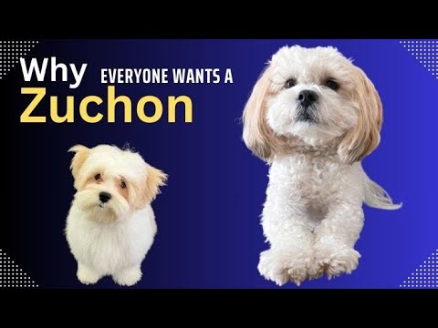 Secret revealed: The 07 Reason Why Everyone Wants a Zuchon