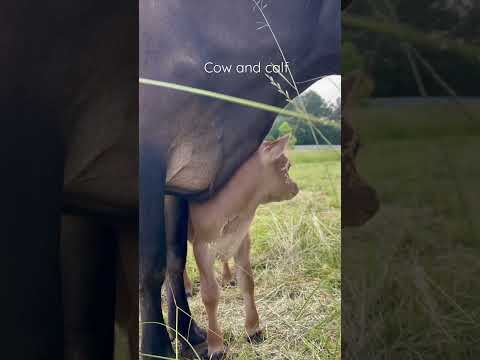 Loving seeing a mama #cow and her #calf bond. It’s hasn’t been a full 24hrs yet. Can you feel the ❤️