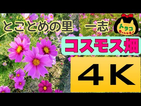 コスモス畑　とことめの里　一志、三重県津市、4K　トラコ☆ちゃんねる