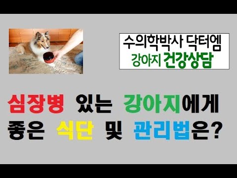 심장병 있는 강아지에게 좋은 식단과 관리 방법은?