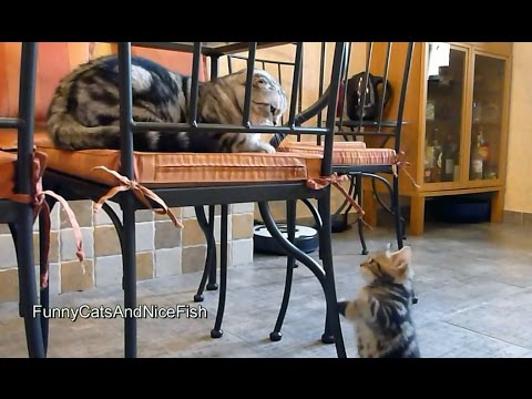 Cute Kitten wants attention from Cat