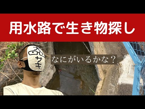 わなをしかけて用水路で生き物🐟探してみた