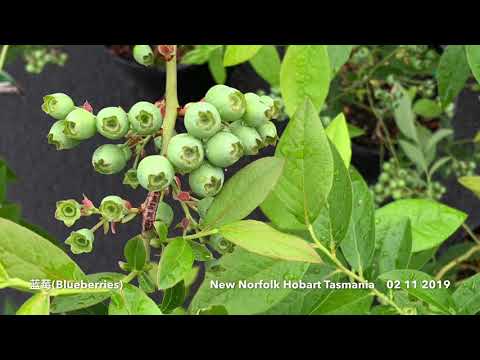 Australian Tasmanian Flowers 澳大利亚塔斯马尼亚的花卉