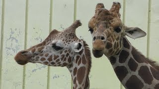 アミメキリン の『スカイ』と『コハネ』 (釧路市動物園) 2019年7月4日