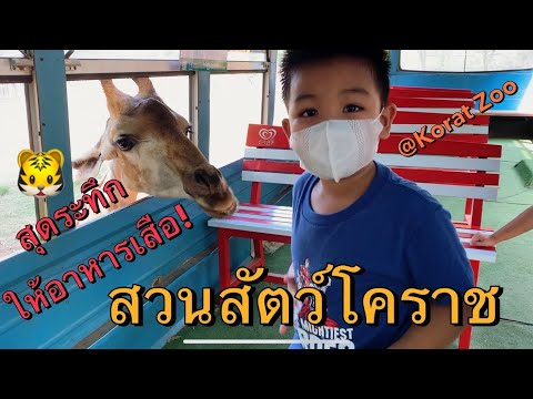 [พาลูกเที่ยว] Ep.11 : เที่ยวสวนสัตว์โคราช - Korat Zoo สุดระทึกการให้อาหารเสือ ดูโชว์แมวน้ำจัดเต็ม