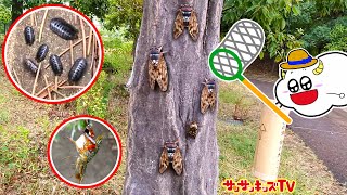 【昆虫】公園でセミやダンゴムシを捕まえろ！ザリガニ大量捕獲や虫とりに挑戦で大騒ぎ！おでかけ・生き物・子供向け知育教育★サンサンキッズTV★