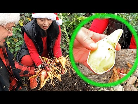 Growing, Harvesting & Eating "GROUND PEAR" aka "PEAR OF THE EARTH" | Everything You Need To Know!