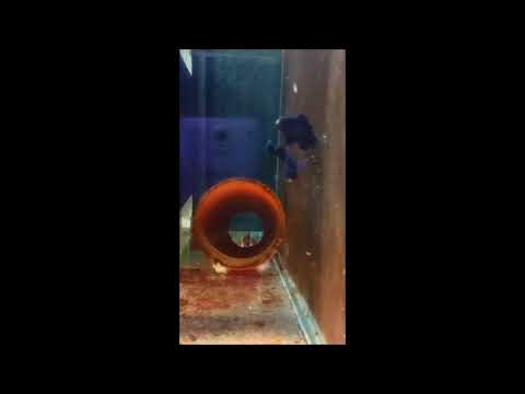 人工黑衣小丑種魚A Midnight Ocellaris Clownfish pair （Captive-Bred）4k