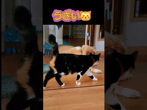 うぜー三毛猫#shorts #ねこといぬ